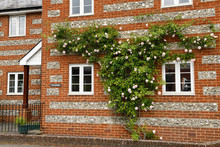 Red Brick Building Embedded With Split Flint Nodules And Espaliered Climbing Rose In Salisbury England