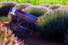 Lavender Gardens, Lavender Cultivation Nature