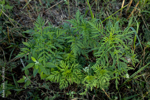 Mehrere Ragweed Pflanzen von oben auf einem Feld Poster Mural XXL