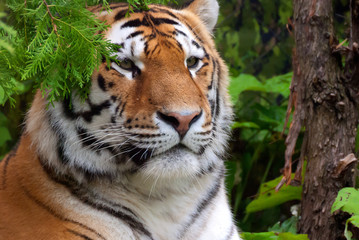 Tiger close up: The tiger (Panthera tigris) is the largest cat species. It is the third largest land carnivore (behind only the polar bear and the brown bear).