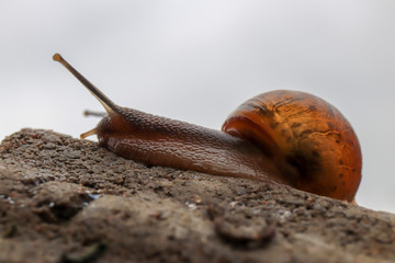 Snail crawling on concrete bricks