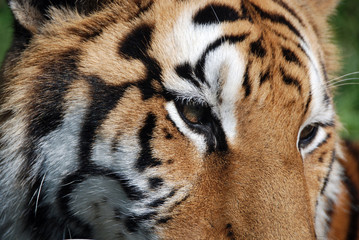 Tiger close up: The tiger (Panthera tigris) is the largest cat species. It is the third largest land carnivore (behind only the polar bear and the brown bear).