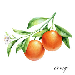 Isolated two oranges on a branch. Watercolor illustrartion of citrus tree with leaves and blossoms.