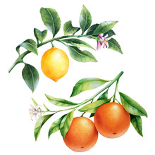 Lemons And Oranges On A Branch. Watercolor Illustrartion Of Citrus Tree With Leaves And Blossoms.