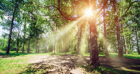 Wall Mural - Beautiful park background