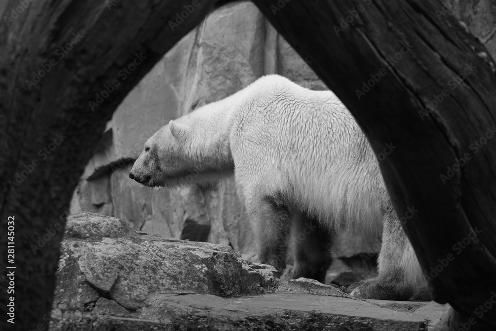 The polar bear (Ursus maritimus) is a bear native largely within the Arctic Circle encompassing the Arctic Ocean, its surrounding seas and surrounding land masses. - obrazy, fototapety, plakaty 