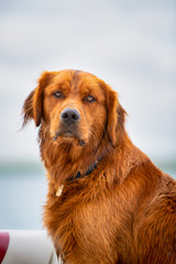 Wall Mural - Close-up portrait of a golden retriever dog.