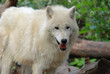 Arctic Wolf or Polar White Wolf, is a subspecies of the Gray Wolf, a mammal of the family Canidae. Arctic Wolves inhabit the Canadian Arctic, Alaska and  Greenland.