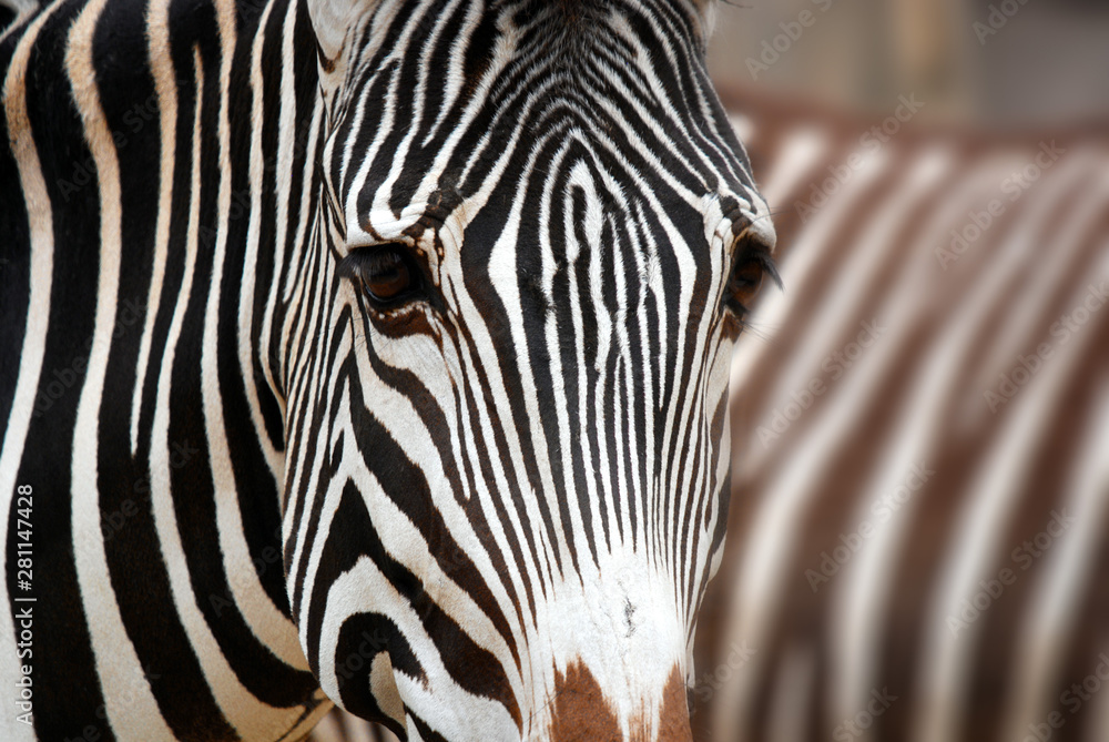 The Grevy's zebra (Equus grevyi), also known as the imperial zebra, is the largest living wild equid and the largest and most threatened of the three species of zebra - obrazy, fototapety, plakaty 