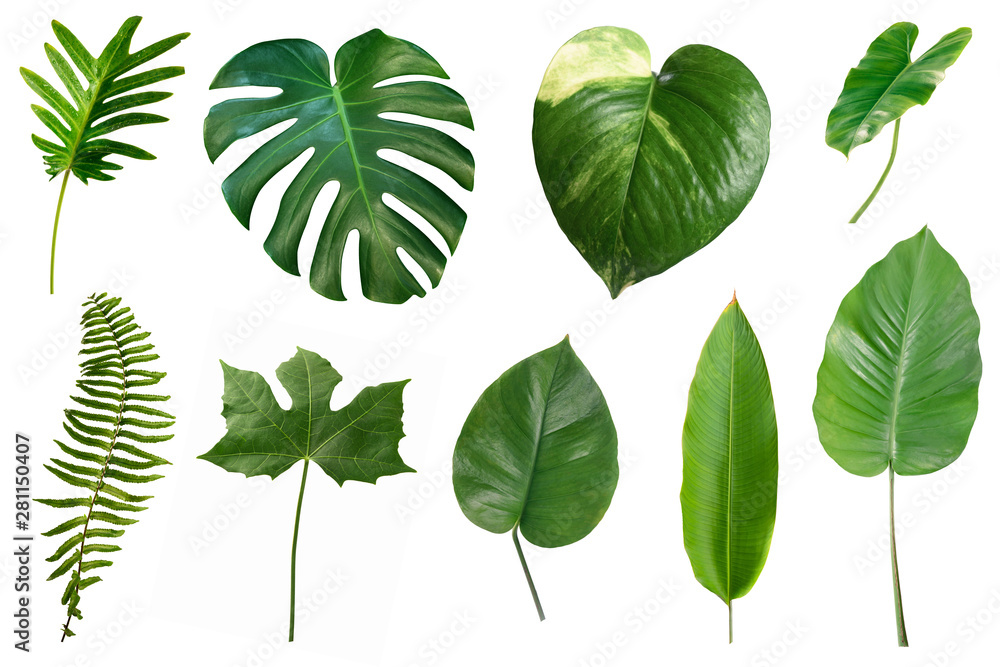 Set of tropical green leaves isolated on white background. - obrazy, fototapety, plakaty 