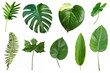 Leinwandbild Motiv Set of tropical green leaves isolated on white background.
