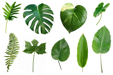 set of tropical green leaves isolated on white background.