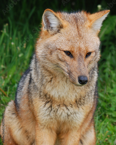 south american fox like dog