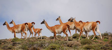 Guanacoes (Lama Guanicoe), The Name Guanaco Comes From The South American Language Quechua Word Wanaku (old Spelling, Huanaco). Young Guanacos Are Called Chulengo(s).