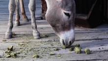 Donkey Eating In The USA, Oatman