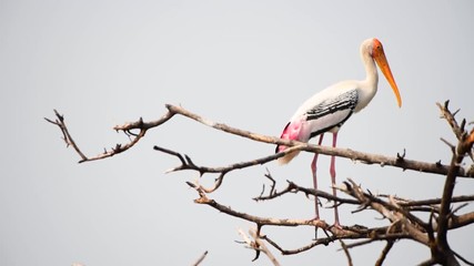 stork birds in nest closeup with baby colorful house nature big birds