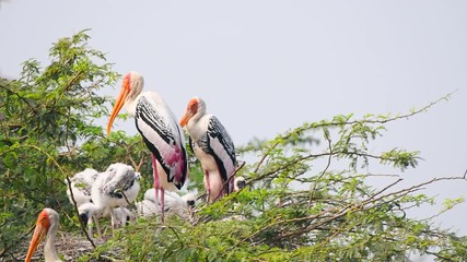 stork birds in nest closeup with baby colorful house nature big birds