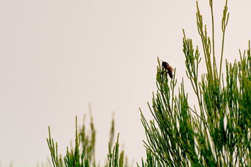 Close-up of tropical pine fir tree with branches on background.