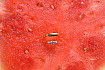 Close up of two wedding rings in the water melon, love valentine wedding concept