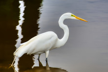 A Closeup Of A Great White Egret Wading In A Salt-marsh.