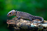 Fototapeta Zwierzęta - red eyed Crocodile skink lizard in the garden