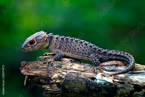 Photographie red eyed Crocodile skink lizard in the garden