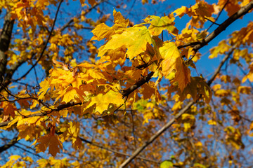 Sticker - Yellow autumn leaves of maple tree close-up