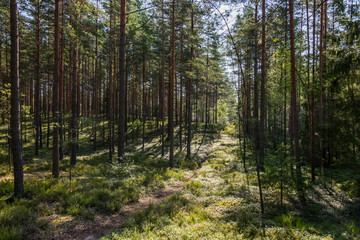 Wall Mural - Beautiful Pine Forest on a Sunny Day in Summer