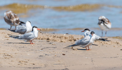 Wall Mural - Terns and Seagulls resting on a Baltic Sea Beach