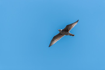 Wall Mural - Young Seagull Flying in a Clear Blue Sky