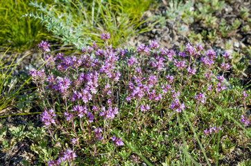 Wall Mural - herb flowers mountain blossom