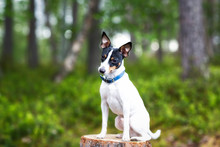 Funny Dog Sitting On A Stump In The Forest. Dog At Green Summer Tree Leaf In Meadow With Copy Space For Text.