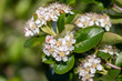 © Ban - Aronia melanocarpa or Chokeberry flower. Closeup, macro.