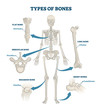 Types of bones vector illustration. Labeled anatomical skeleton set scheme.