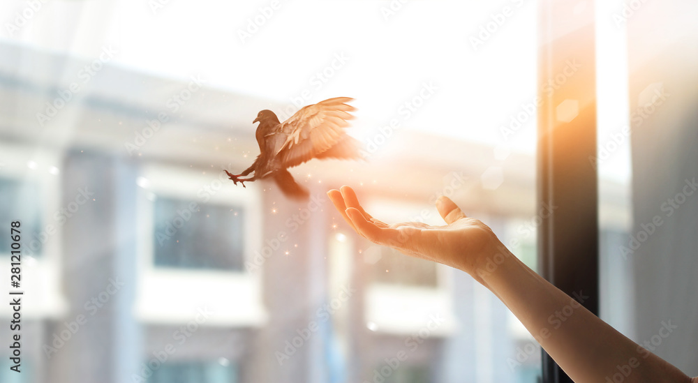 Woman praying and free bird enjoying nature from window at home on sunset background, hope concept - obrazy, fototapety, plakaty 