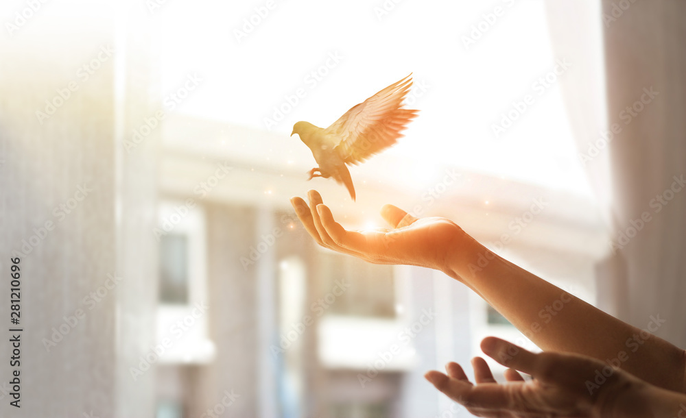 Woman praying and free bird enjoying nature from window at home on sunset background, hope concept - obrazy, fototapety, plakaty 