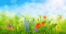 Spring Grass And Daisy Wildflowers Nature Abstract Background
