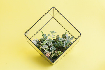 Poster - succulent plant on a yellow background.