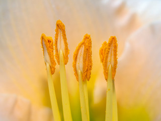 stamen  is the pollen-producing reproductive organ of a flower. Collectively the stamens form the androecium