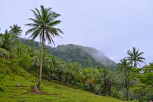 Tropical Island With Palm Trees, Forest And Clouds As Background Image. Caramoan Island, Philippines.