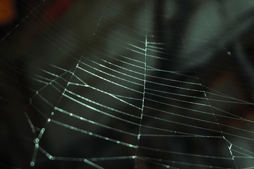 spider web with water drops