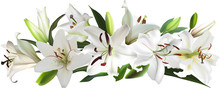 Isolated White Large Lily Flowers Stripe