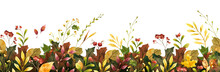 Autumn Plants Leaves Watercolor Horizontal Background. Seasonal Oak, Maple Tree Multicolored Foliage. Red Dogrose Hips, Guelder Berries. Blooming Wildflowers, Grass. Fall Season Herbarium Backdrop