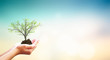 International Day of Charity concept: Human hands holding growth tree on  green nature  background