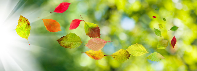 image of autumn leaves in the garden