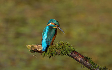 Wall Mural - An adult male kingfisher (alcedo atthis) perched on a branch over a pond at my local nature reserve in Cardiff, Wales, UK