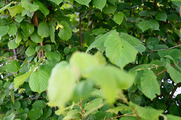 Sticker - Green hazelnut peel and leaves on tree.