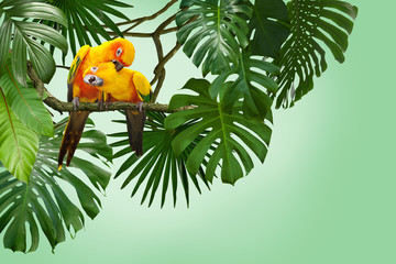 Wall Mural - beautiful, yellow Sun Conure between large tropical, exotic jungle leaves, can be used as background