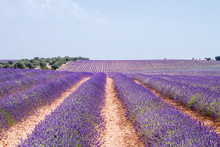 Beautiful Lavender Fields In La Alcarria, Spain