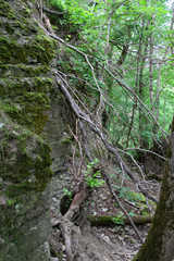 Wall Mural - High stone wall in canyon and forest trees
